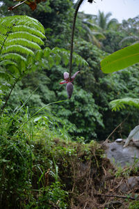 Close-up of snake hanging on tree in forest