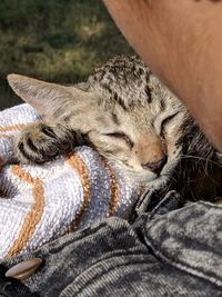 Close-up of a cat sleeping