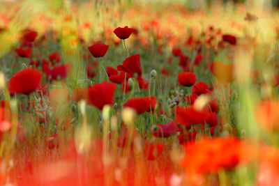Close-up of red poppy flowers on field