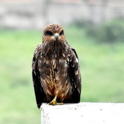 A black kite perched on the window ledge