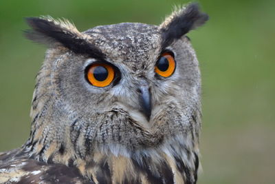 Close-up portrait of eagle owl