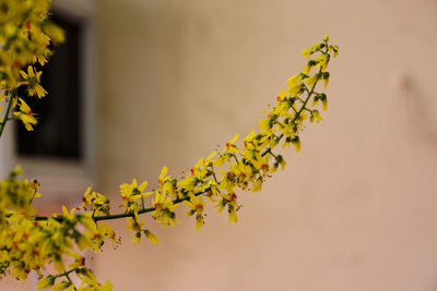 Close-up of yellow flowering plant