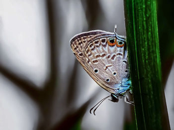 Close-up of butterfly on leaf