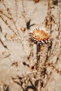 Close-up of dried plant
