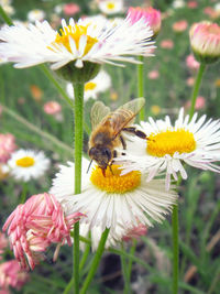 Close-up of bee pollinating on pink flower