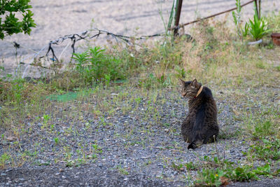 Portrait of a cat sitting on field