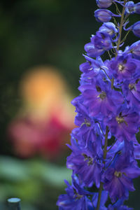 Close-up of flowers