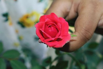 Close-up of hand holding red rose