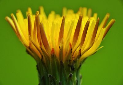 Close-up of yellow flower against green background