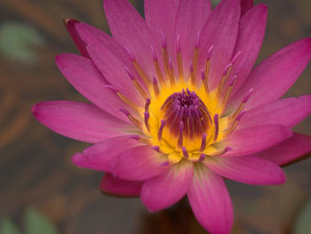 Close-up of pink flower