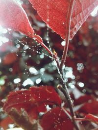 Close-up of wet red leaf on tree