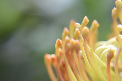 Close-up of flowering plant