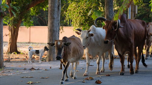 Cows standing in a row