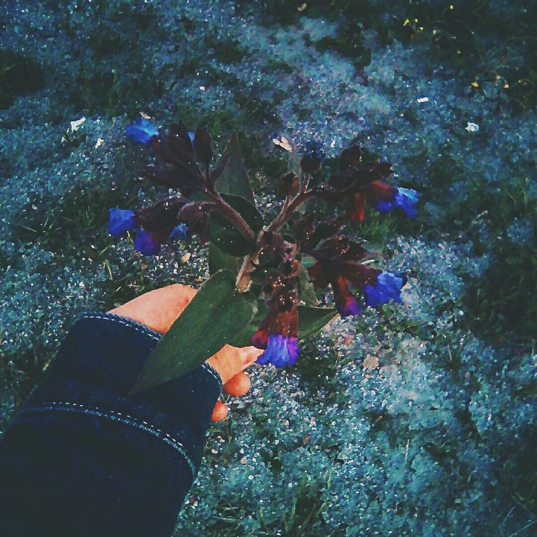 growth, leaf, plant, flower, nature, close-up, day, blue, outdoors, beauty in nature, no people, fragility, growing, green color, part of, tranquility, botany, elevated view, multi colored, focus on foreground