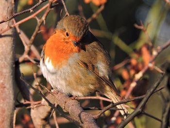 Close-up of bird perching on branch