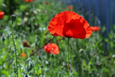 Close-up of red poppy flower on field