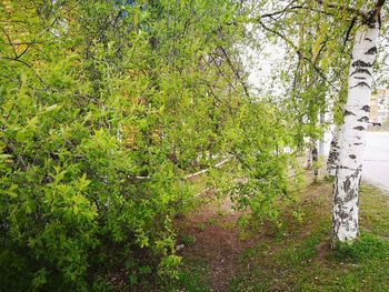 Scenic view of forest