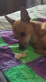 Close-up of dog lying on bed at home