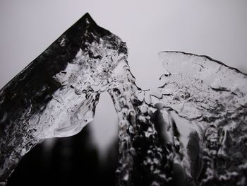 Close-up of wet leaf