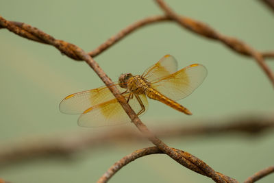 Red dragonfly on metal fence