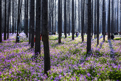 Purple flowering plants and trees growing on forest