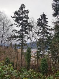 Trees in forest against sky