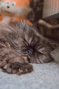 Close-up of sleepy hairy cat indoors