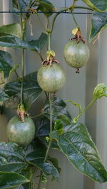 Close-up of fruits growing on tree