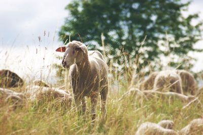 Sheep in field