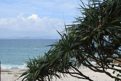 Palm tree by sea against sky