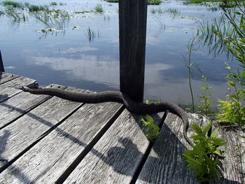 High angle view of tree by lake