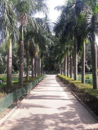 Empty footpath along palm trees