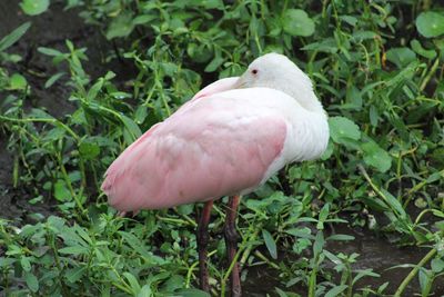 Close-up of a bird on land