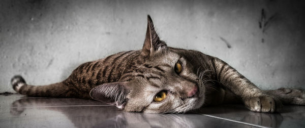 Close-up portrait of cat relaxing on tiled floor at home