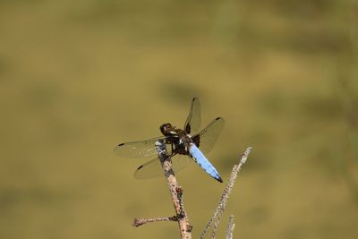 Close-up of blue dragonfly on plant