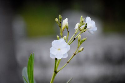Close-up of white flowering plant