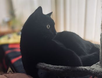 Black cat sitting on sofa at home