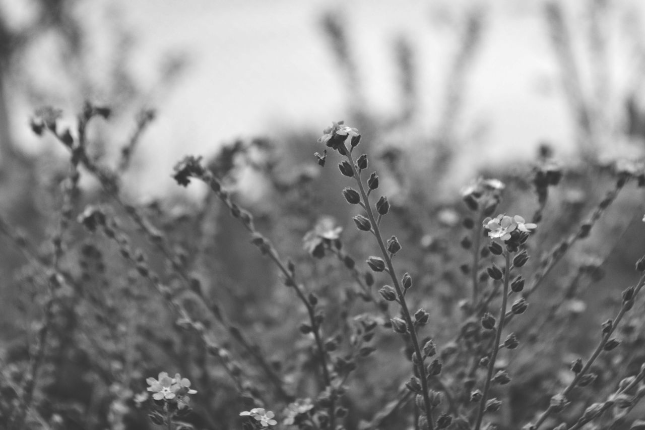 plant, nature, growth, focus on foreground, no people, outdoors, day, close-up, beauty in nature, fragility, flower, freshness