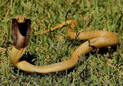 Close-up of snake on grass