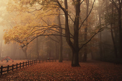 Trees in park