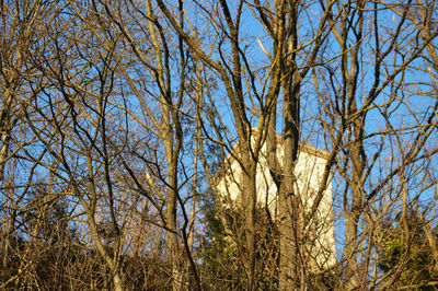 Low angle view of bare trees against sky