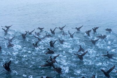 High angle view of birds flapping wings in lake