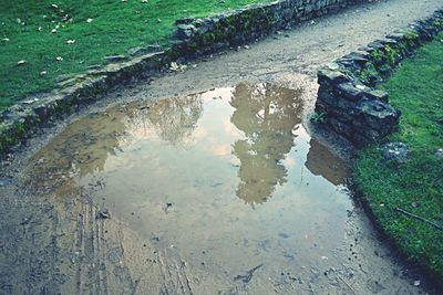 Reflection of grass in puddle