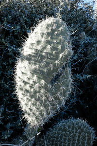 High angle view of succulent plant on field