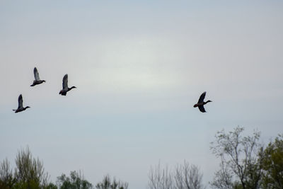 Low angle view of birds flying against clear sky