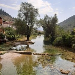 Scenic view of river amidst trees against sky