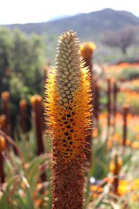 Close-up of flowering plant on field