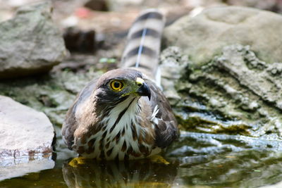 Close-up of bird