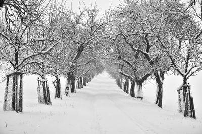 Snow covered plants and trees during winter