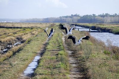 Birds flying over a field